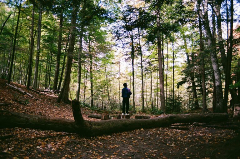 A person stands in a sunlit forest clearing